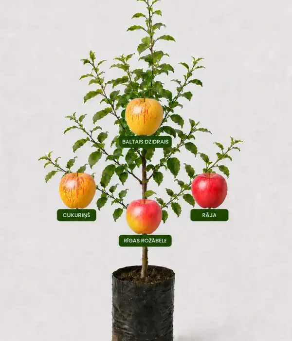 Family Apple Tree (Malus domestica) CUKURIŅŠ + BALTAIS DZIDRAIS + RĪGAS ROŽĀBELE + RĀJA 26/24