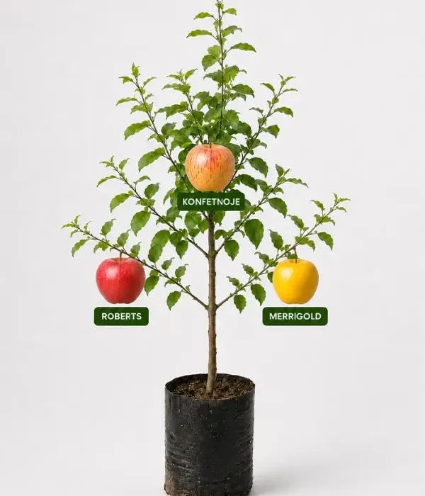 Family Apple Tree (Malus domestica) KONFETNOJE + ROBERTS + MERRIGOLD 26/25