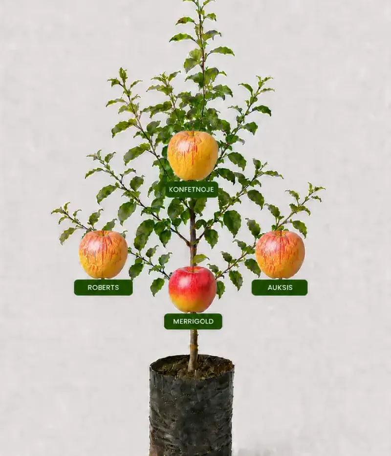 Familien-Apfelbaum (Malus domestica) KONFETNOJE + ROBERTS + AUKSIS + MERRIGOLD 26/25 - Tutifruti, s.r.o.