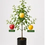 Familien-Apfelbaum (Malus domestica)  ROBERTS + AUKSIS + MERRIGOLD 26/25