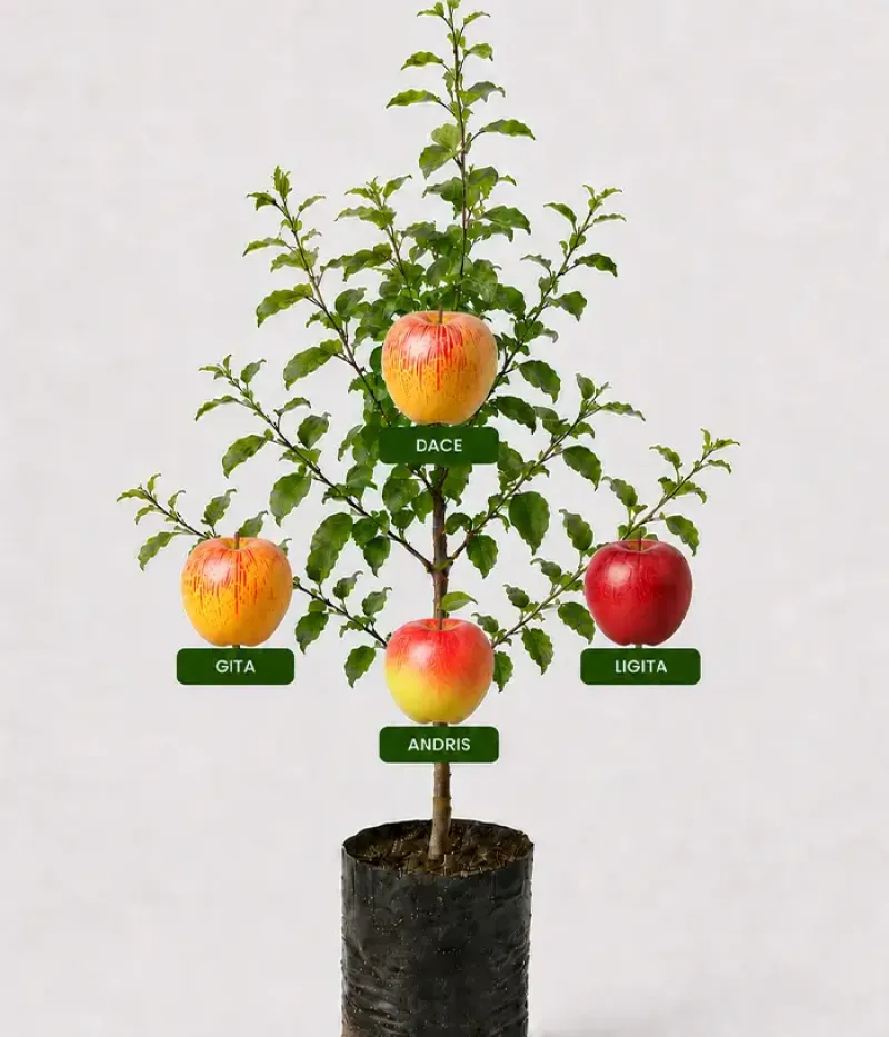 Familien-Apfelbaum (Malus domestica) GITA + DACE + ANDRIS + LIGITA 26/26 - Tutifruti, s.r.o.
