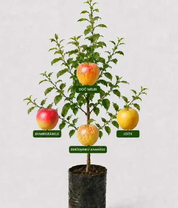 Family Apple Tree (Malus domestica) BUMBIERĀBELE + DOČ MELBI +BERŽEŅINKU ANANĀSS + EDĪTE 26/28