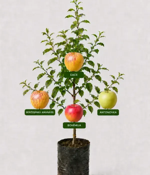 Family Apple Tree (Malus domestica) BERŽEŅINKU ANANĀSS + DACE + ANTONOVKA + BOHĒMIA 26/29