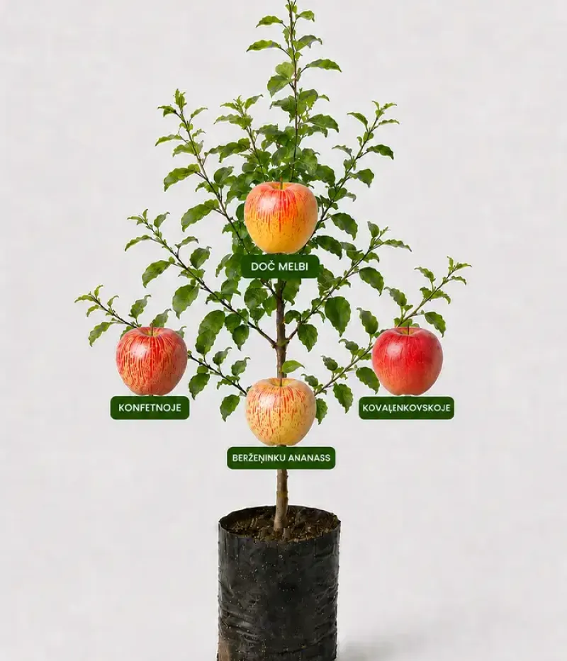 Familien-Apfelbaum (Malus domestica) KONFETNOJE + DOČ MELBI + BERŽEŅINKU ANANASS + KOVAĻENKOVSKOJE 26/3 - Tutifruti, s.r.o.