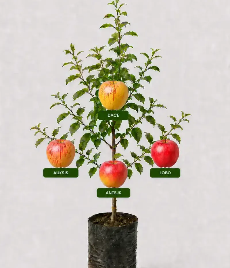 Familien-Apfelbaum (Malus domestica) AUKSIS + DACE + LOBO + ANTEJS 26/7 - Tutifruti, s.r.o.