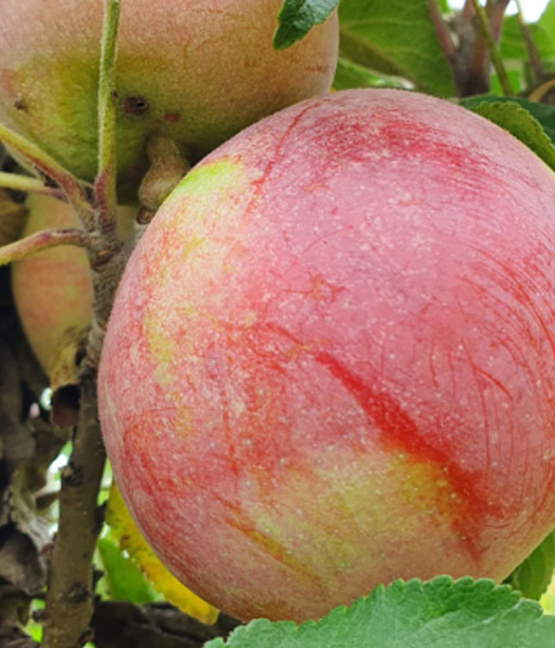 Jabloň (Malus domestica) ANDA - Tutifruti, s.r.o. (SK)