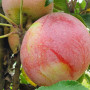 Apfelbaum (Malus domestica) ANDA