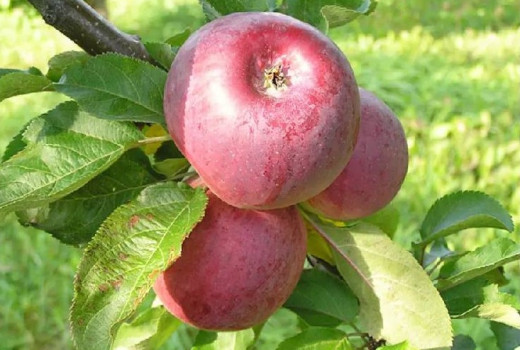 Exklusive Premiere: Enthüllung seltener Apfelbäume, die noch nicht einmal einen Namen haben!