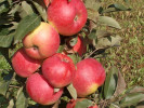 Jabloň (Malus domestica) BAIBA - Tutifruti, s.r.o. (SK)