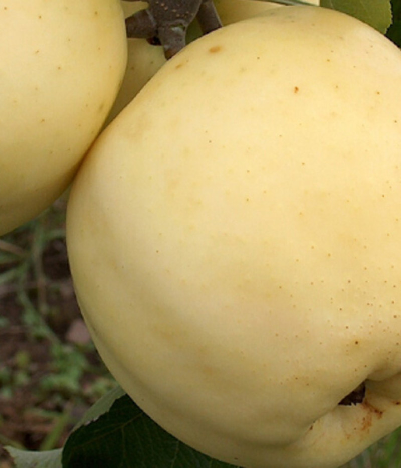 Apple tree (Malus domestica) BALTAIS DZIDRAIS - Tutifruti, s.r.o. (SK)