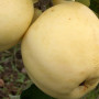 Apfelbaum (Malus domestica) BALTAIS DZIDRAIS