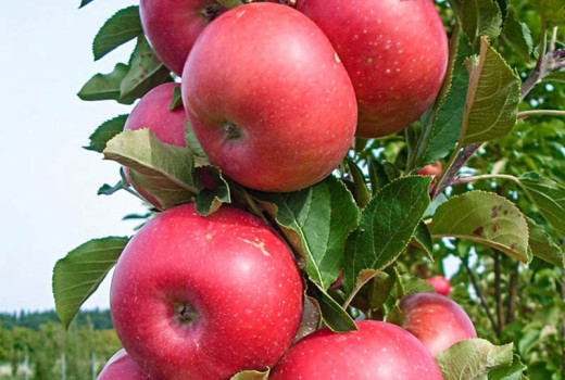 Apfelbäume Antonovka, Baya Marisa und andere: Wir stellen Widerstandsfähigkeit und Geschmack vor (Teil 1)