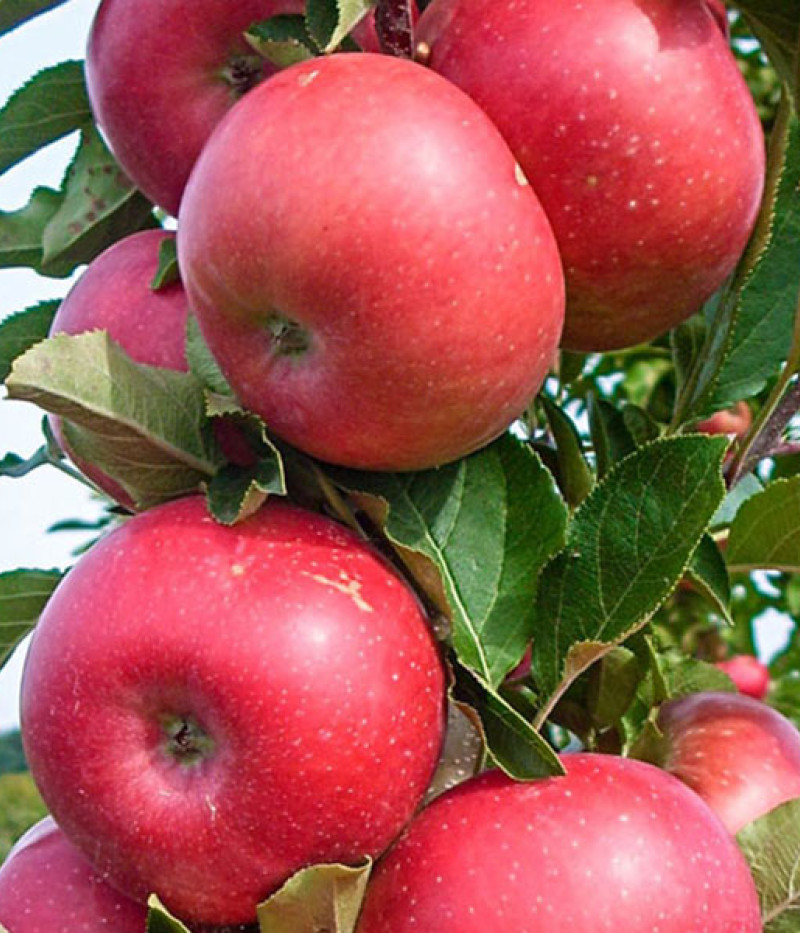 Jabloň (Malus x domestica) FLAMENCO (stĺpová) - Tutifruti, s.r.o.