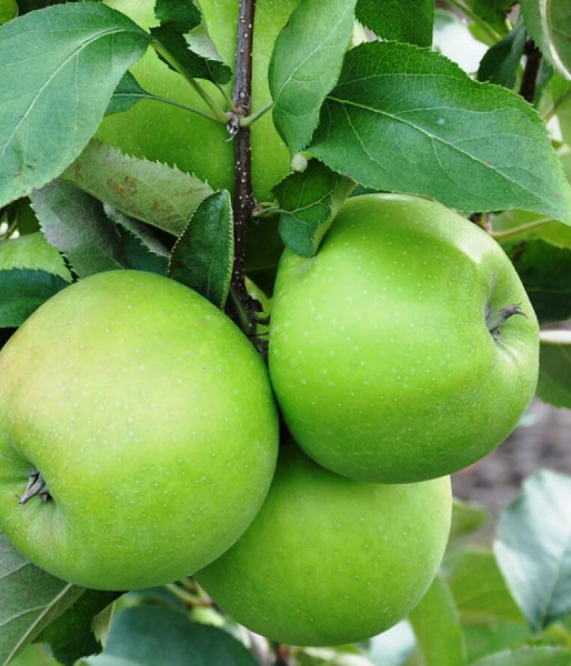 Apfel (Malus domestica) GRANNY SMITH - Tutifruti SK