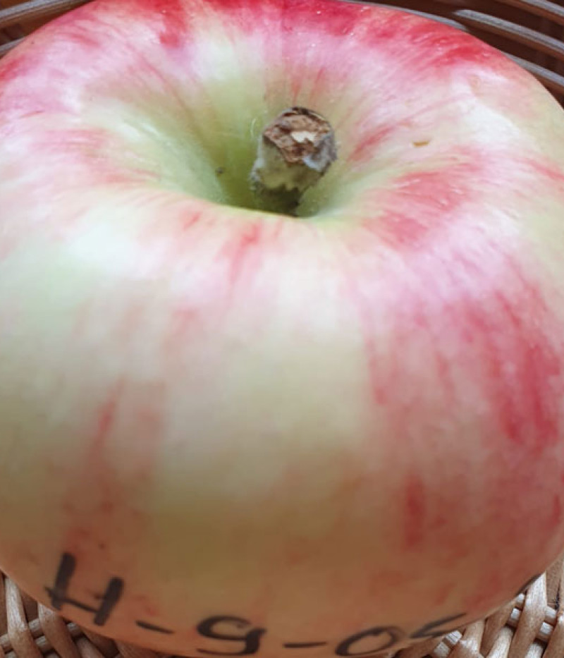 Apple tree (Malus domestica) H-9-05-29 - Tutifruti, s.r.o.