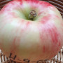 Apple tree (Malus domestica) H-9-05-29