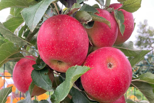 Widerstandsfähige Apfelbäume sind die Lösung gegen Wetterkapriolen, Frost und Krankheiten