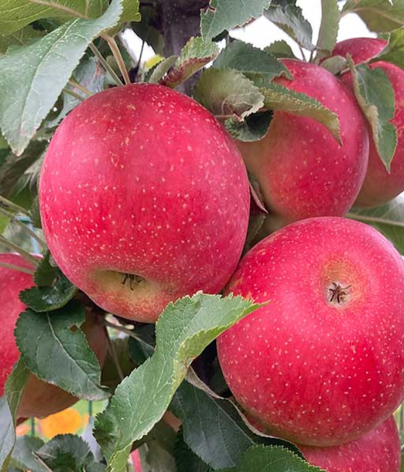 BIO Apfelbaum (Malus domestica) EVELINA - Tutifruti SK