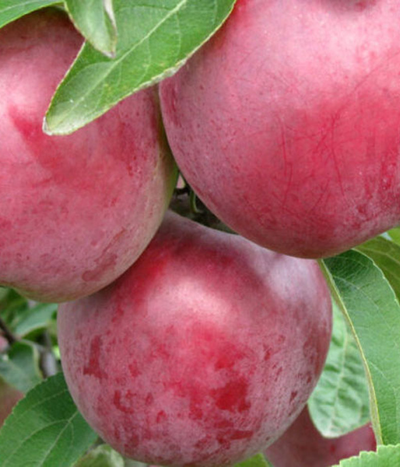 Apfelbaum (Malus domestica) KOVALENKOVSKOJE - Tutifruti, s.r.o. (SK)