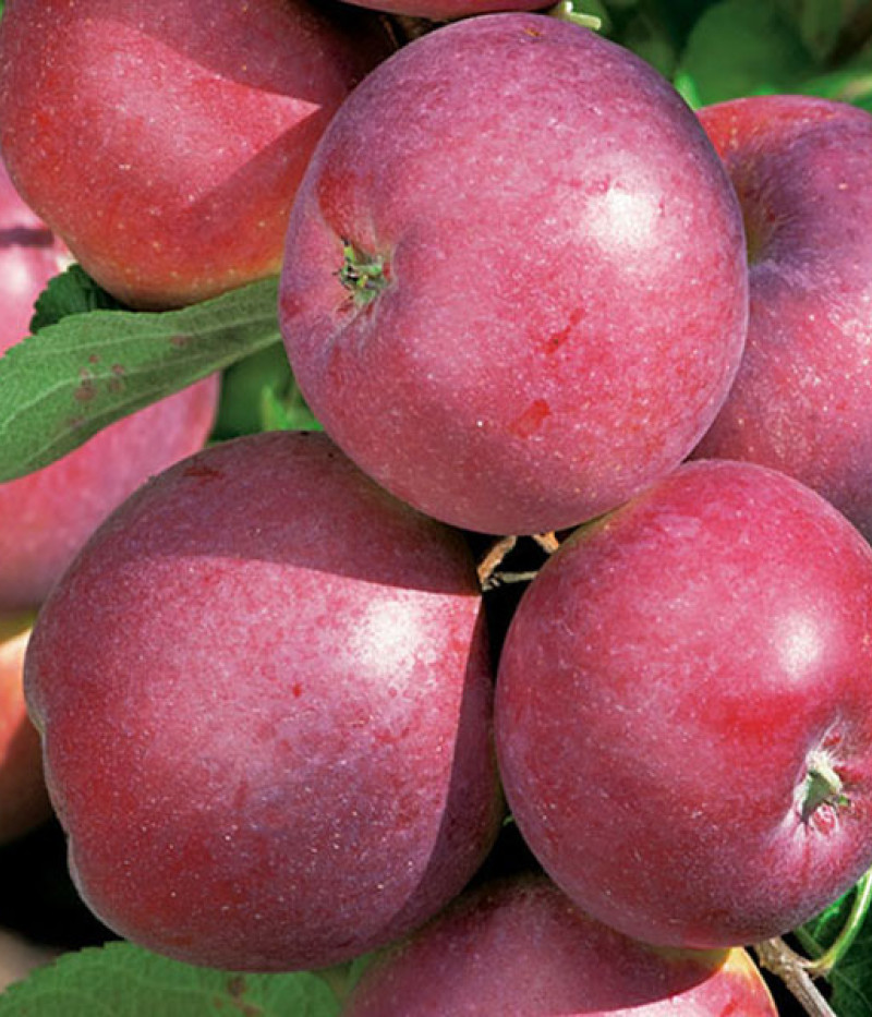 Apfel (Malus domestica) OBERLÄNDER HIMBEERAPFEL - Tutifruti SK