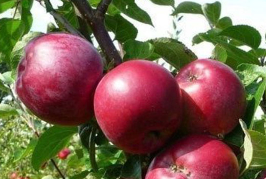 Die Welt der Apfelbäume (Teil 2): Wildapfelbäume und ihre unersetzliche Rolle | Blog