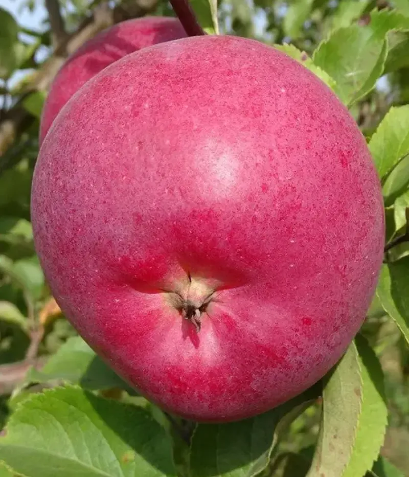 Apfelbaum (Malus domestica) NIČNERA ZEMEŅU - Tutifruti, s.r.o.