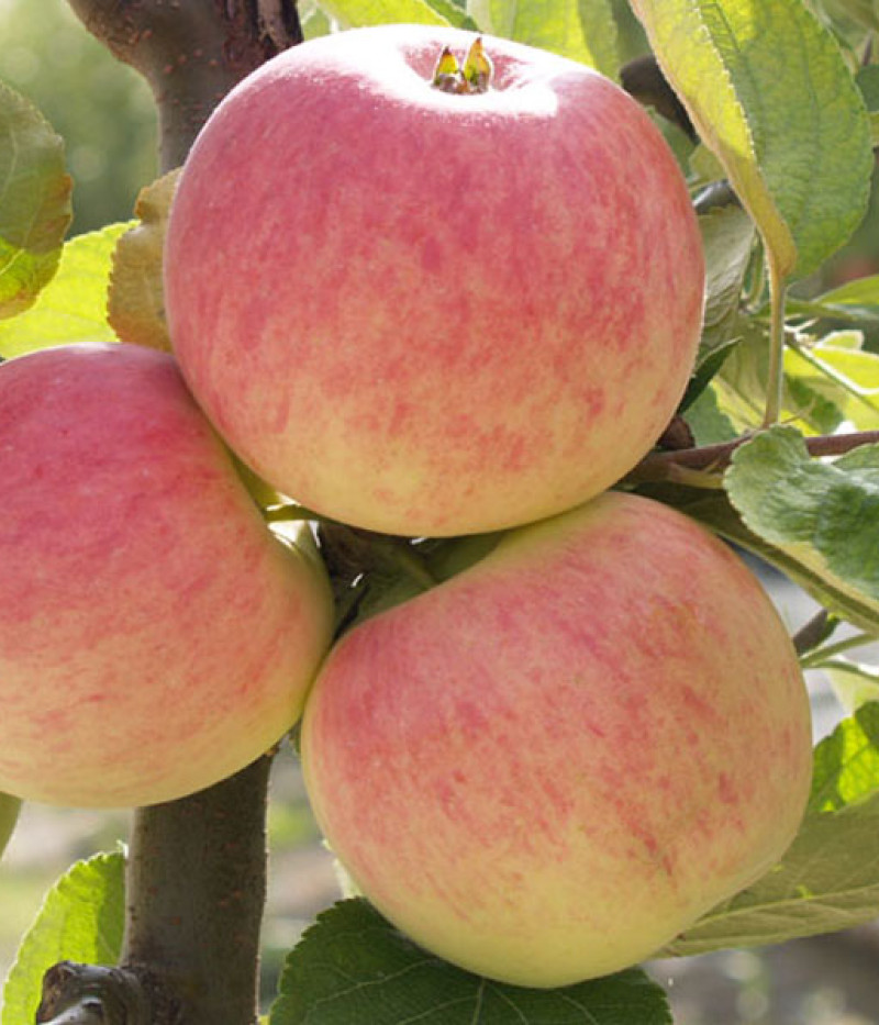 Jabloň (Malus domestica) PIROS - Tutifruti SK