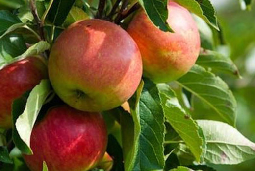 Wir stellen vier Spitzenapfelsorten vor (Teil 2) – Bolotowskoje, Čistotel, Hanfu und Imrus