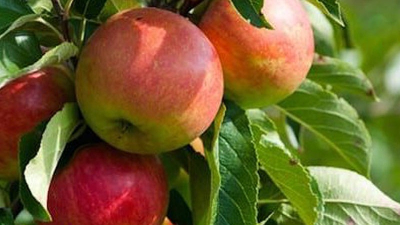 Wir stellen vier Spitzenapfelsorten vor (Teil 2) – Bolotowskoje, Čistotel, Hanfu und Imrus