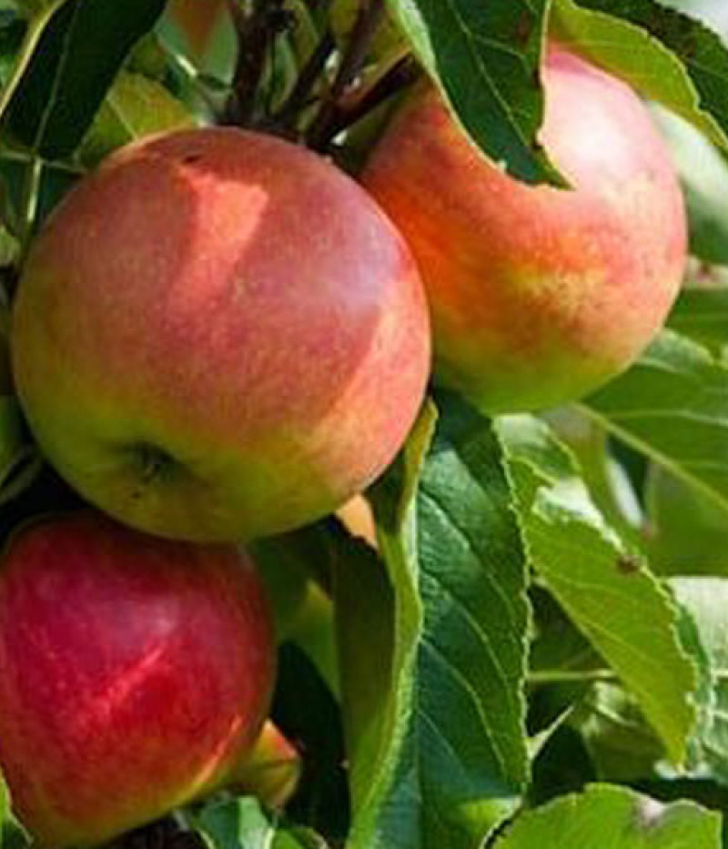 Jabloň (Malus domestica) GARDEN FOUNTAIN (stĺpová) - Tutifruti SK