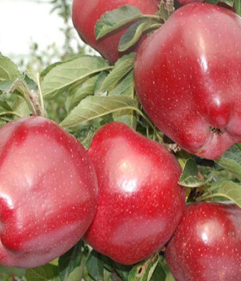 Apple (Malus domestica) RED CHIEF - Tutifruti SK