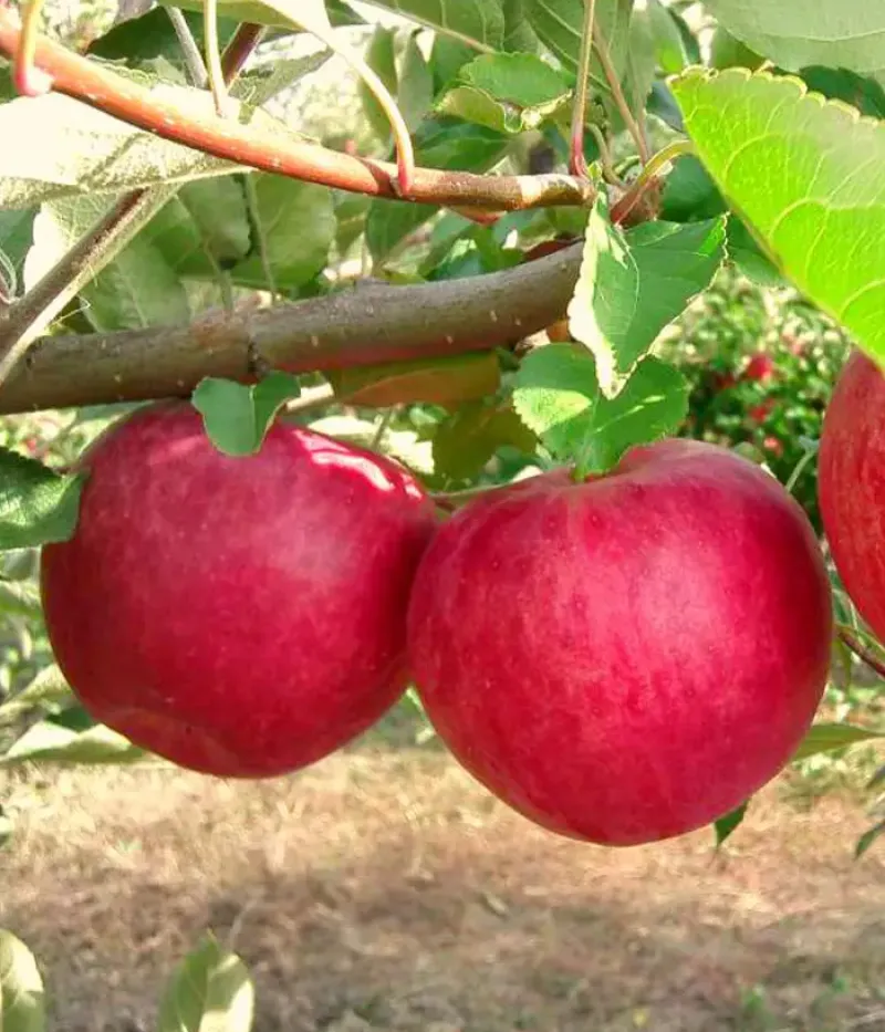 Apfelbaum (Malus domestica) SLAVA POBEDITELYAM - Tutifruti, s.r.o.