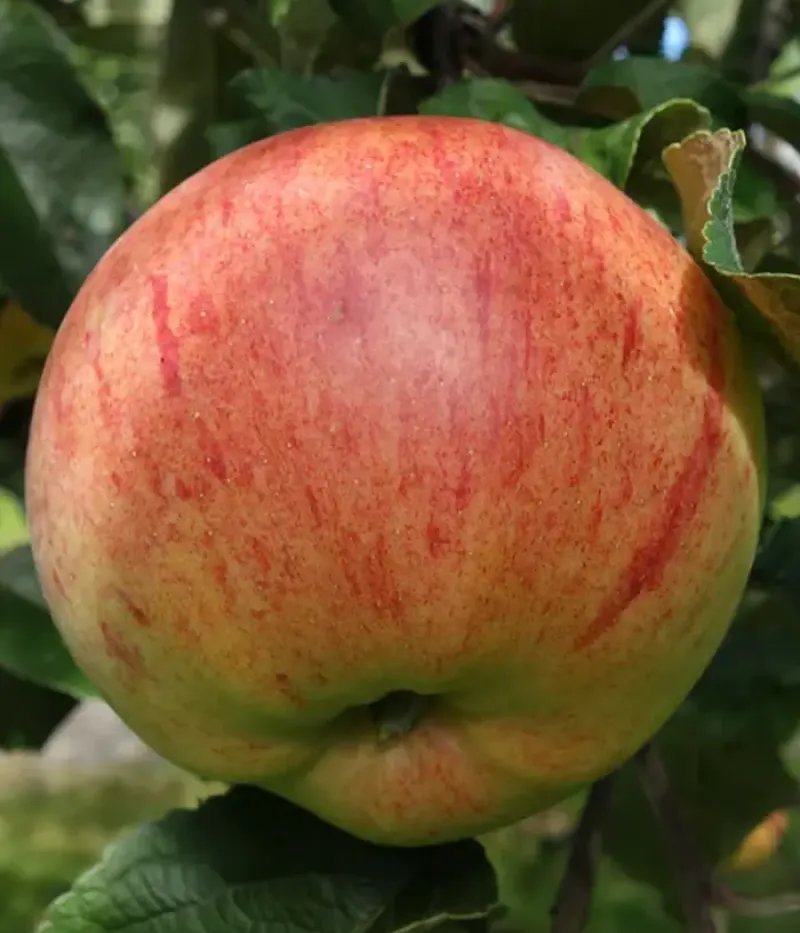 Apfelbaum (Malus domestica) SÜGISDESSERTÕUN - Tutifruti, s.r.o.