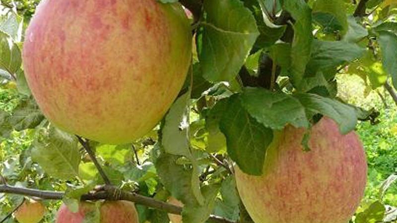 Neue baltische Apfelsorten: Detaillierte Analyse der Sorten Monta, Tiina und Konfetnoje | Blog