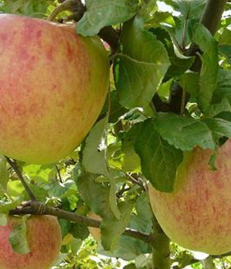 Apple tree (Malus domestica) TIINA - Tutifruti, s.r.o. (SK)