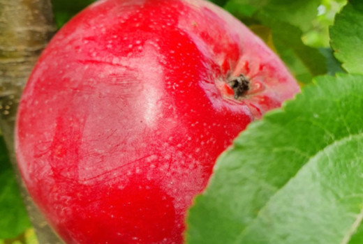 Weitere exklusive Raritäten: Vorstellung der lettischen und russischen Säulenapfelbäume Ostankino, Uldis, Inese, Zane