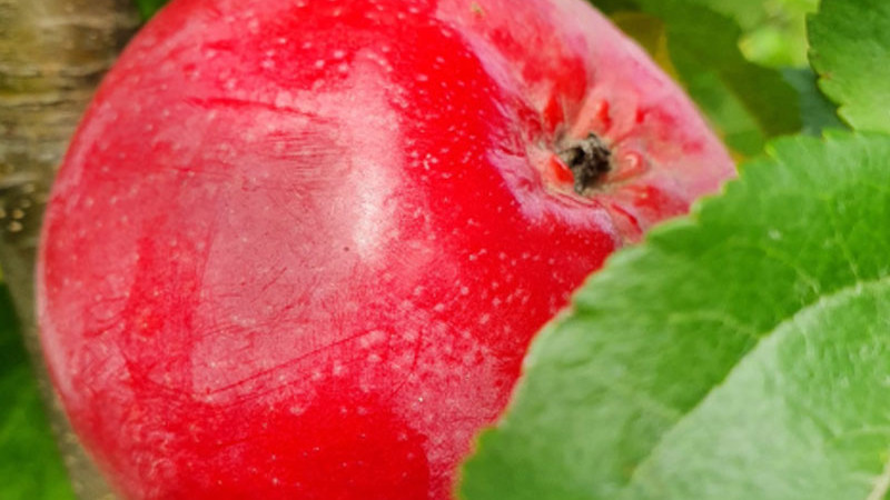 Weitere exklusive Raritäten: Vorstellung der lettischen und russischen Säulenapfelbäume Ostankino, Uldis, Inese, Zane