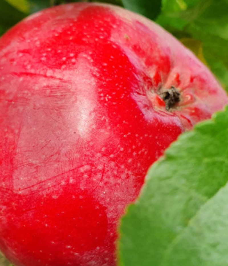 Jabloň (Malus domestica) ULDIS - Tutifruti, s.r.o. (SK)