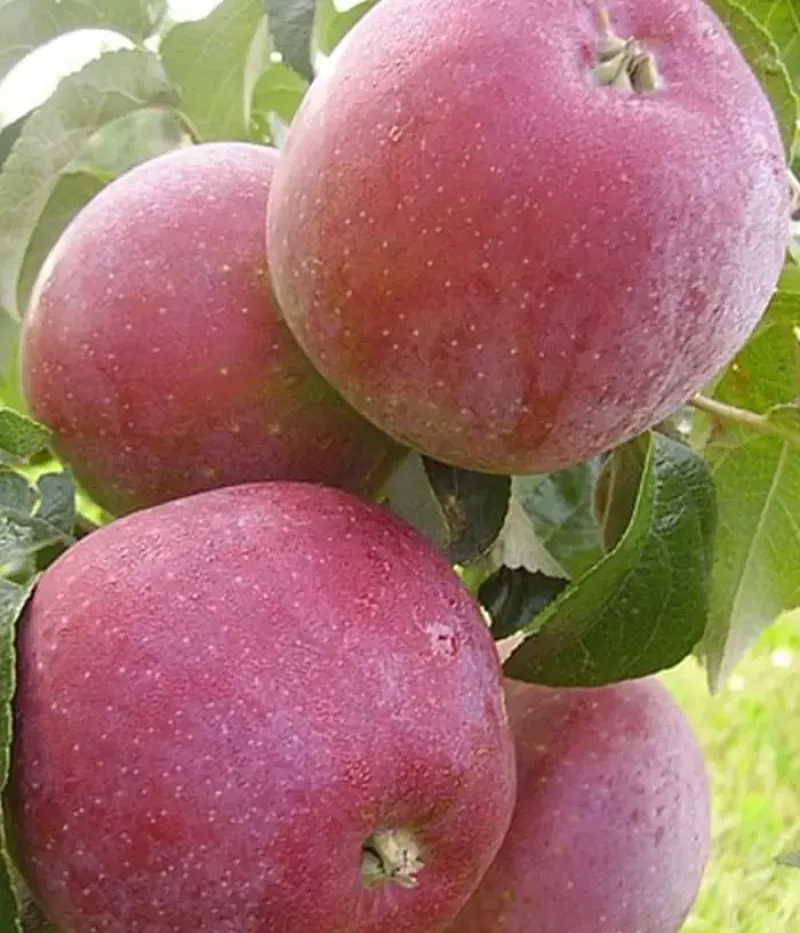 Apple tree (Malus domestica) ALESYA - Tutifruti, s.r.o.