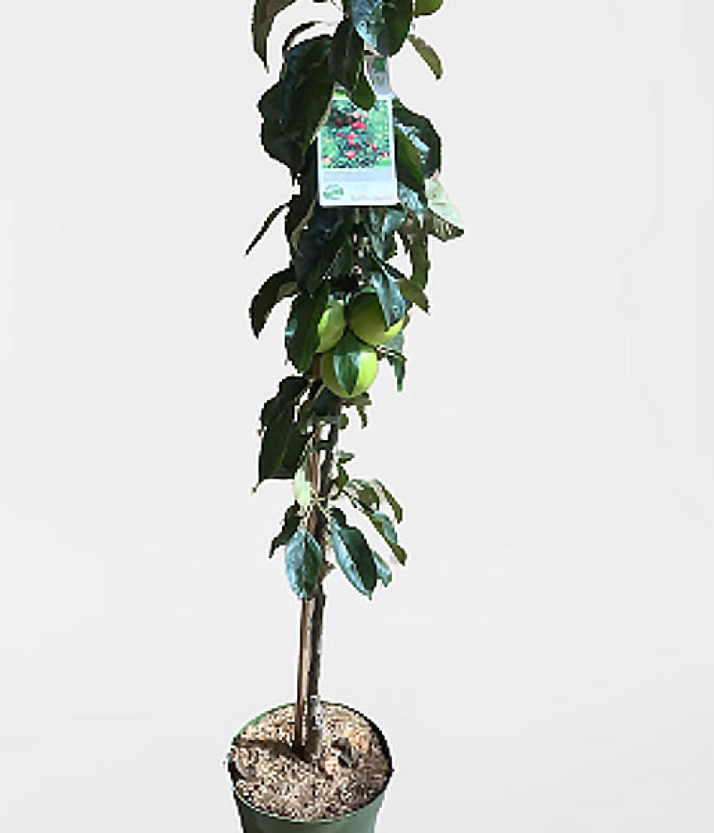 BIO Säulenapfel AROMA SPUR BLACK MC INTOSH - Tutifruti SK