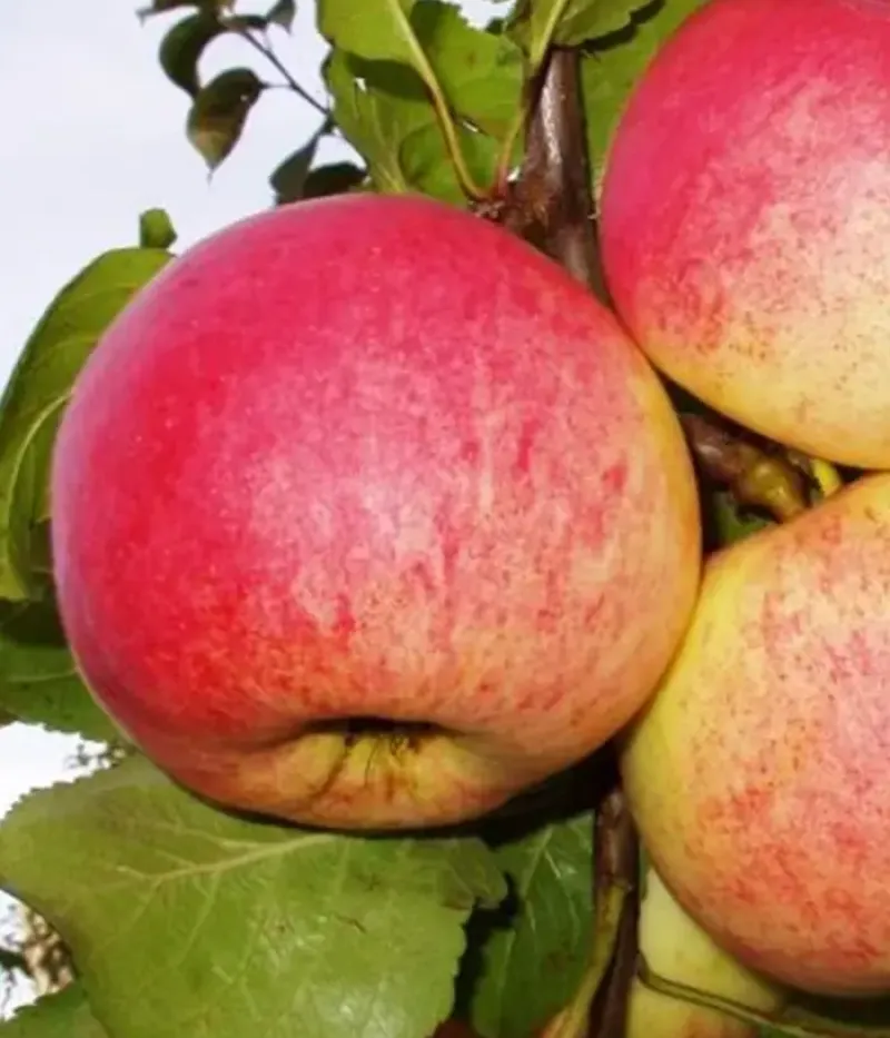 Apfelbaum (Malus domestica) AUKSIS - Tutifruti, s.r.o.