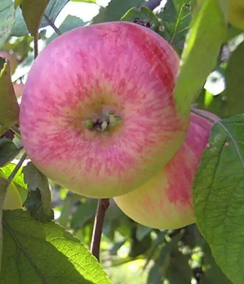 Apple tree (Malus domestica) AVENARIUS - Tutifruti, s.r.o.