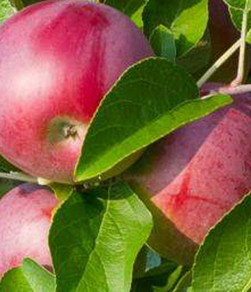 BIO Säulenapfel AROMA SPUR BLACK MC INTOSH - Tutifruti SK