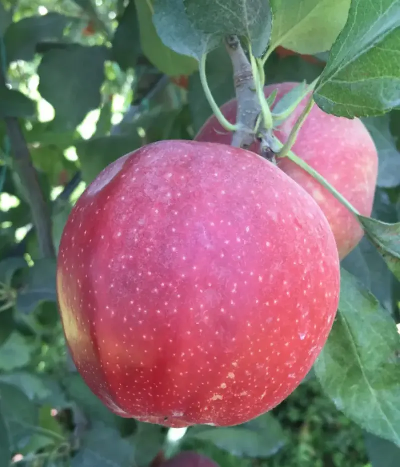 Apple (Malus domestica) BUCKEYE GALA - Tutifruti, s.r.o.