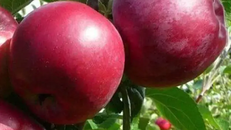 Säulenapfelbäume: Neun Sorten für Garten und Balkon