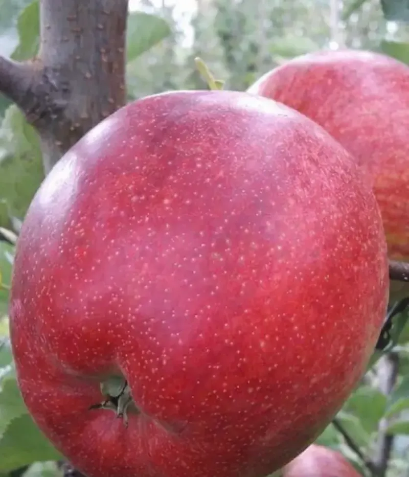 Apfel (Malus domestica) CIPRIAN - Tutifruti, s.r.o.