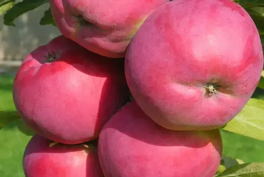 Neue Äpfel 2026: Alesja, Avenarius & Dejavu (Osteuropa)