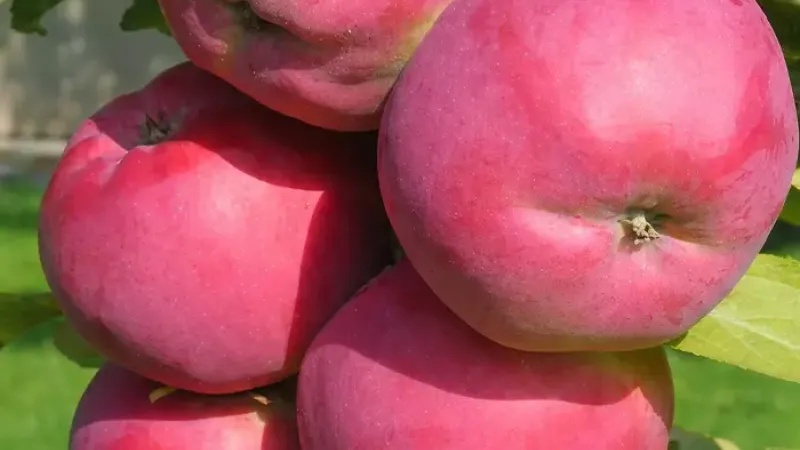 Neue Äpfel 2026: Alesja, Avenarius & Dejavu (Osteuropa)