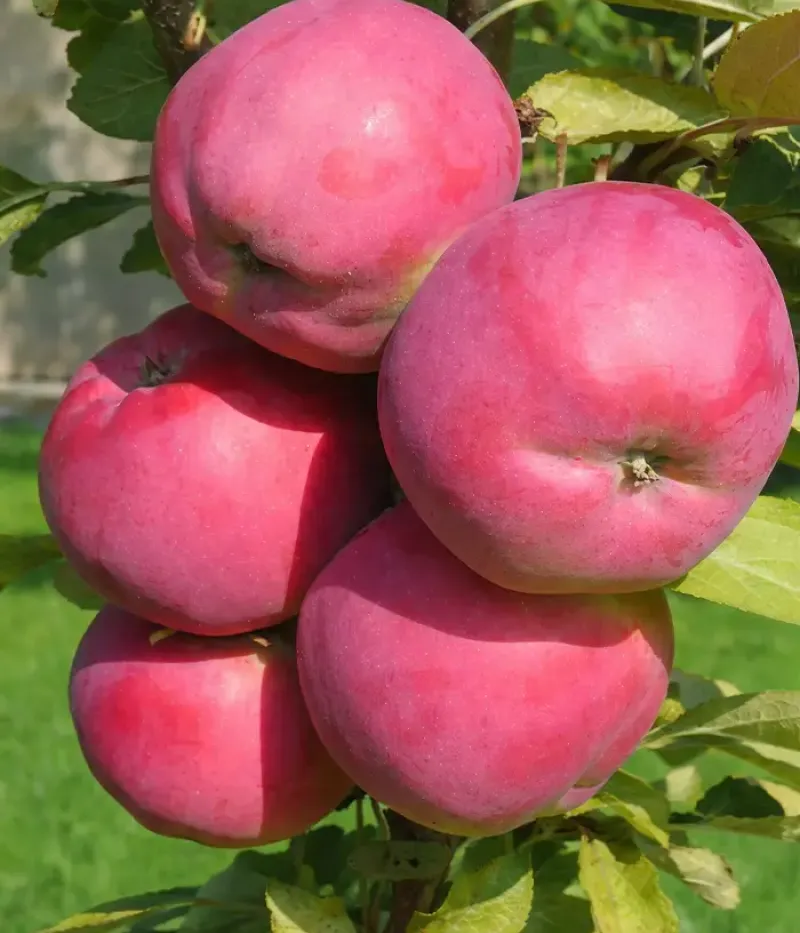 Columnar apple tree (Malus domestica) DEJAVU - Tutifruti, s.r.o.