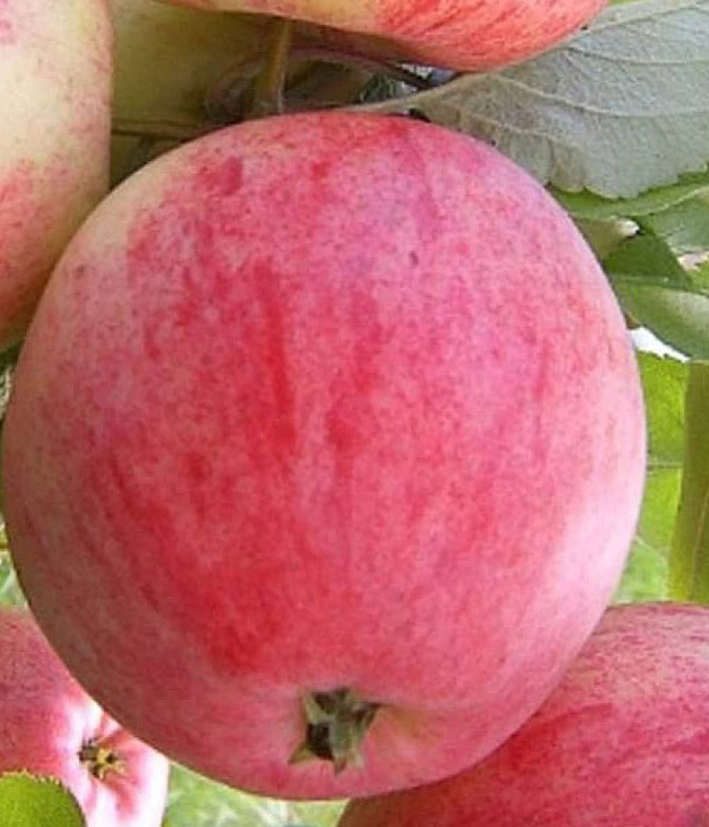 Apple (Malus domestica) DELIKATES - Tutifruti SK